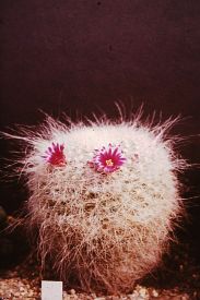 Mammillaria hahniana od p. Stan. Vymtala Olomouc